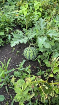 ８月スタート！